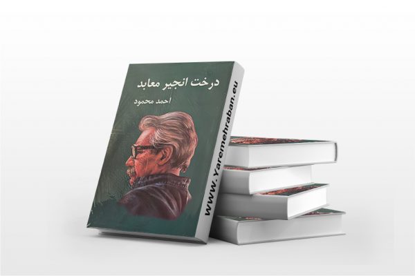 درخت انجیر معابد